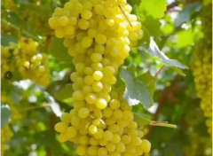 粮油生鲜蔬菜配送粮油副食提供鱼类、鲜肉、冷冻食品等服务 粮油生鲜蔬菜配送粮油副食提供鱼类、鲜肉、冷冻食品等服务